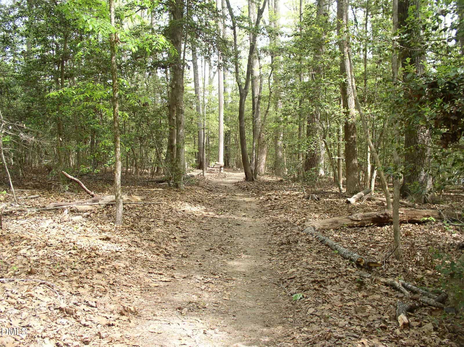 A dirt path winds through a sunlit forest with tall trees, green leaves, and scattered fallen branches. The ground is covered in dry leaves, and light filters through the trees.