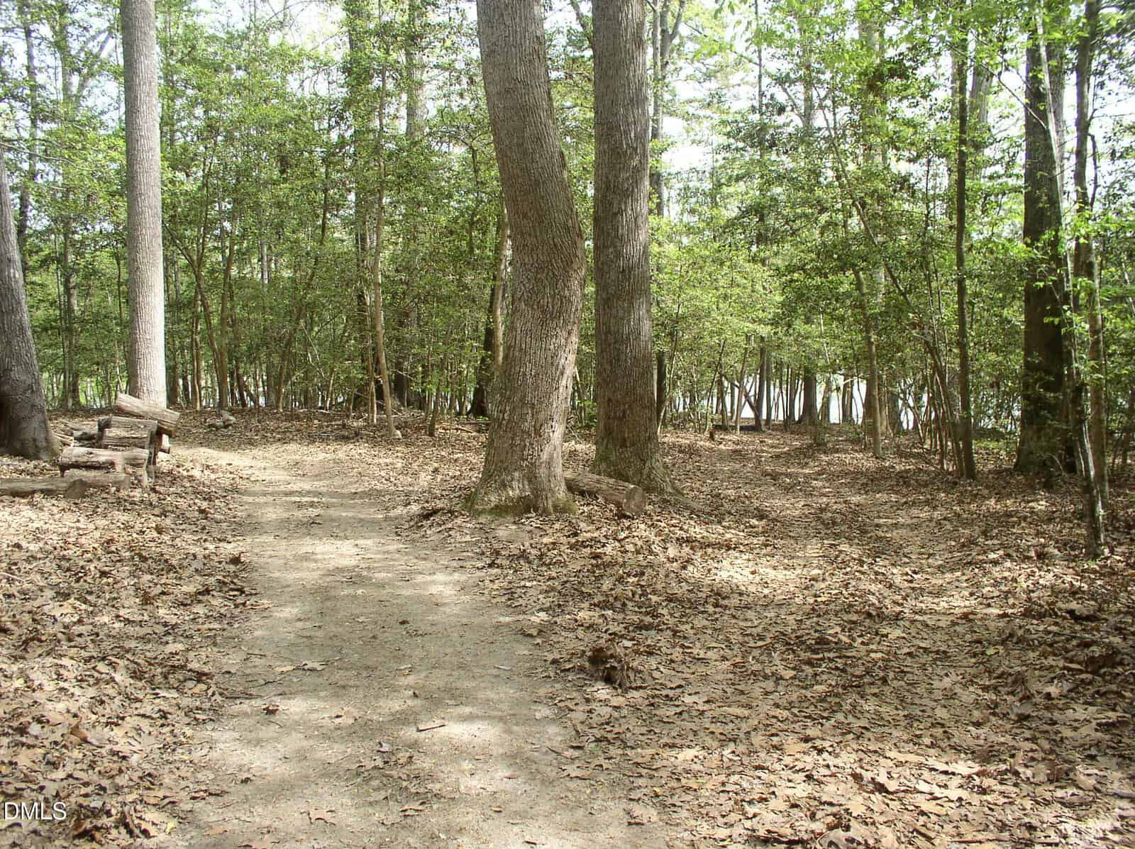 A dirt path winds through a forest with tall trees and scattered leaves on the ground; sunlight filters through the branches and a lake is visible in the distance.