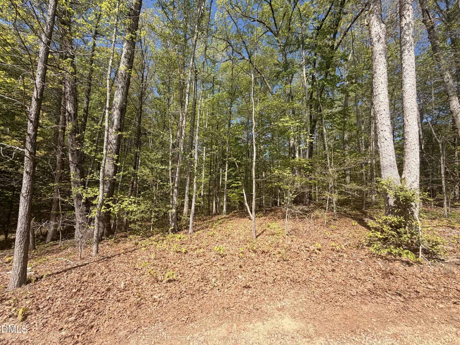 Sunlit forest scene with tall trees and green leaves, a sparse understory, and a forest floor covered in dry brown leaves and pine needles under a clear blue sky.