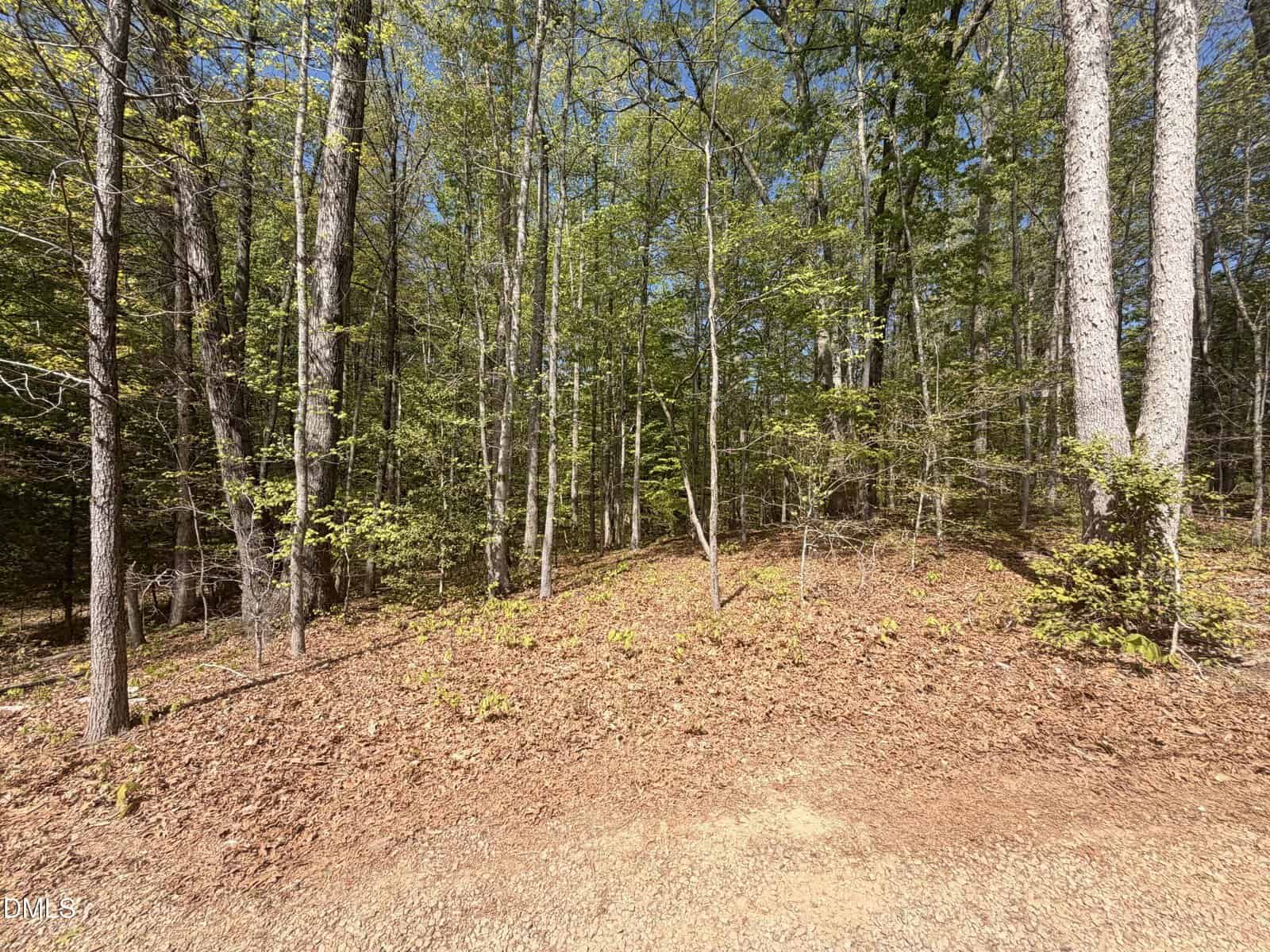 A view of a wooded area with tall trees and green leaves, under a clear blue sky. The ground is covered with brown leaves and dirt, and a patch of sunlight highlights the forest floor near the foreground.