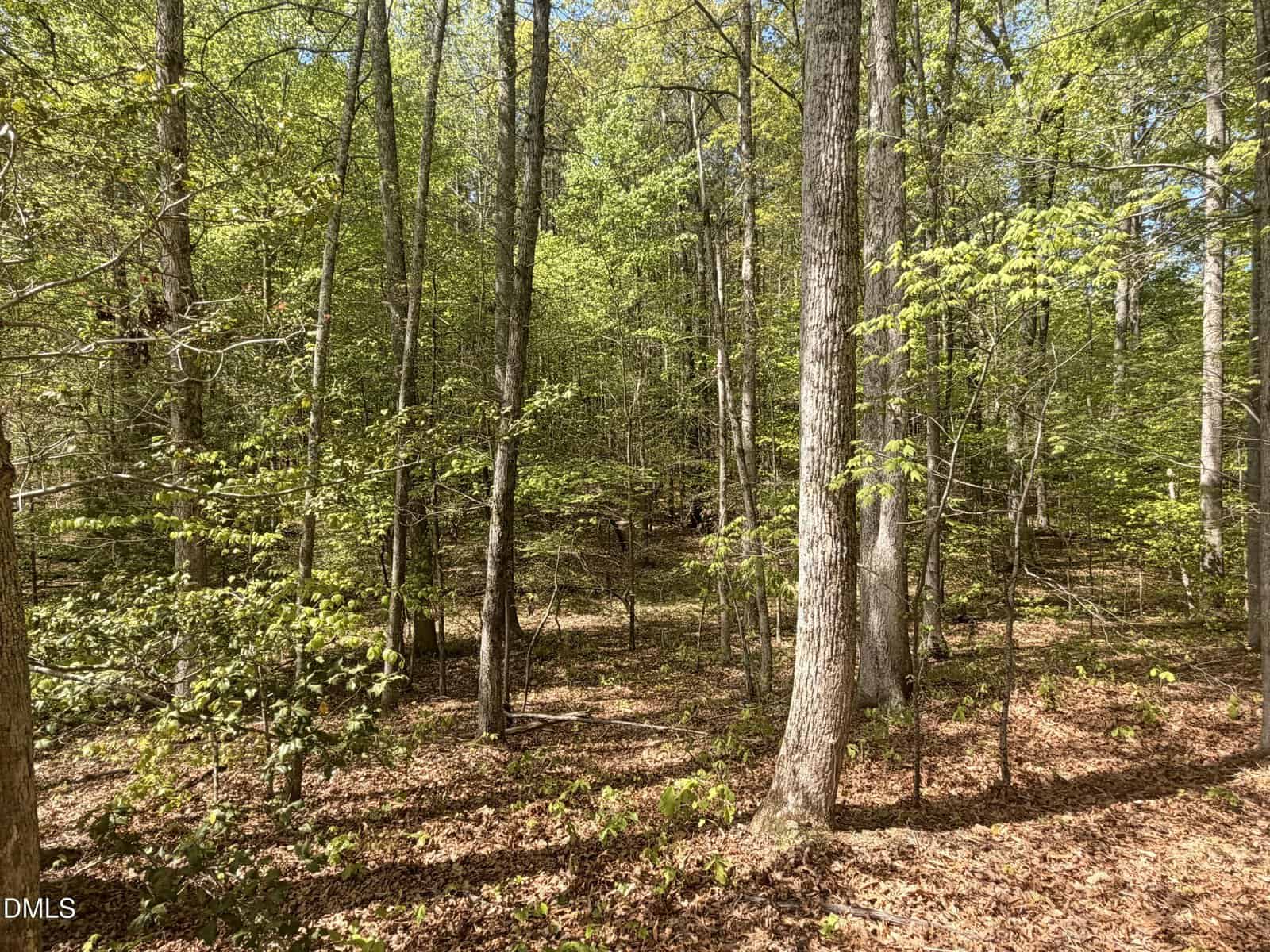 Sunny forest scene with tall trees, green leaves, and scattered sunlight creating dappled shadows on the ground covered in dry leaves and underbrush. The area appears natural and undisturbed.