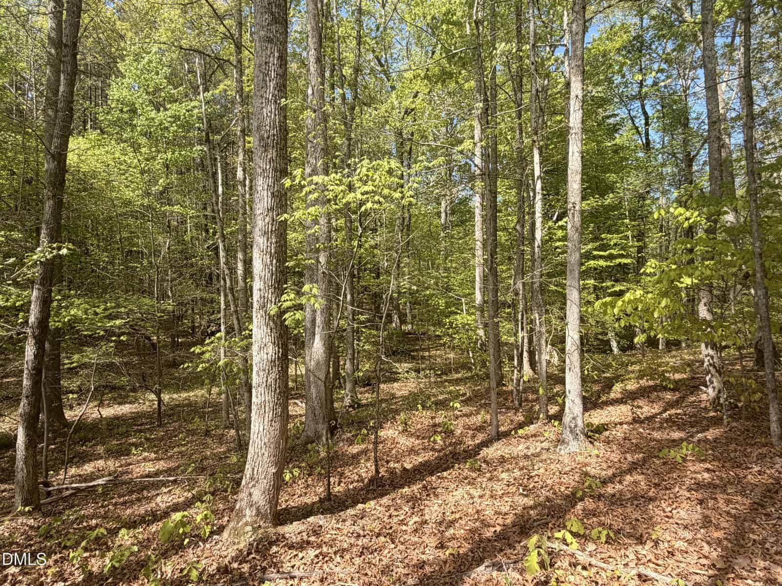 Sunlight filters through tall, thin trees in a forest with green foliage and a ground covered in fallen brown leaves. Shadows from the trees create patterns on the forest floor.
