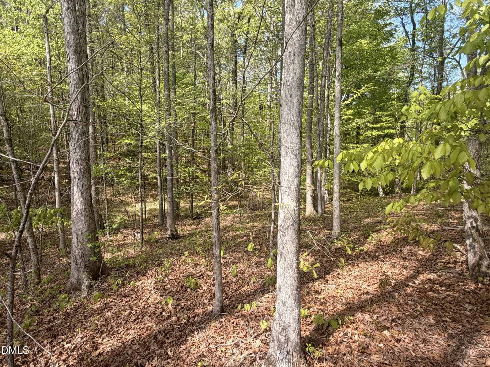 A sunlit forest with tall trees, green leaves, and a ground covered in dry brown leaves. Light filters through the branches, creating patches of sunlight and shadow on the forest floor.
