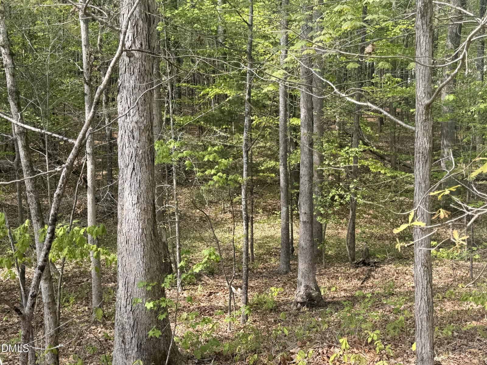 A forest scene with tall trees, green leaves, and sunlight filtering through. The ground is covered with brown leaves and some small plants.
