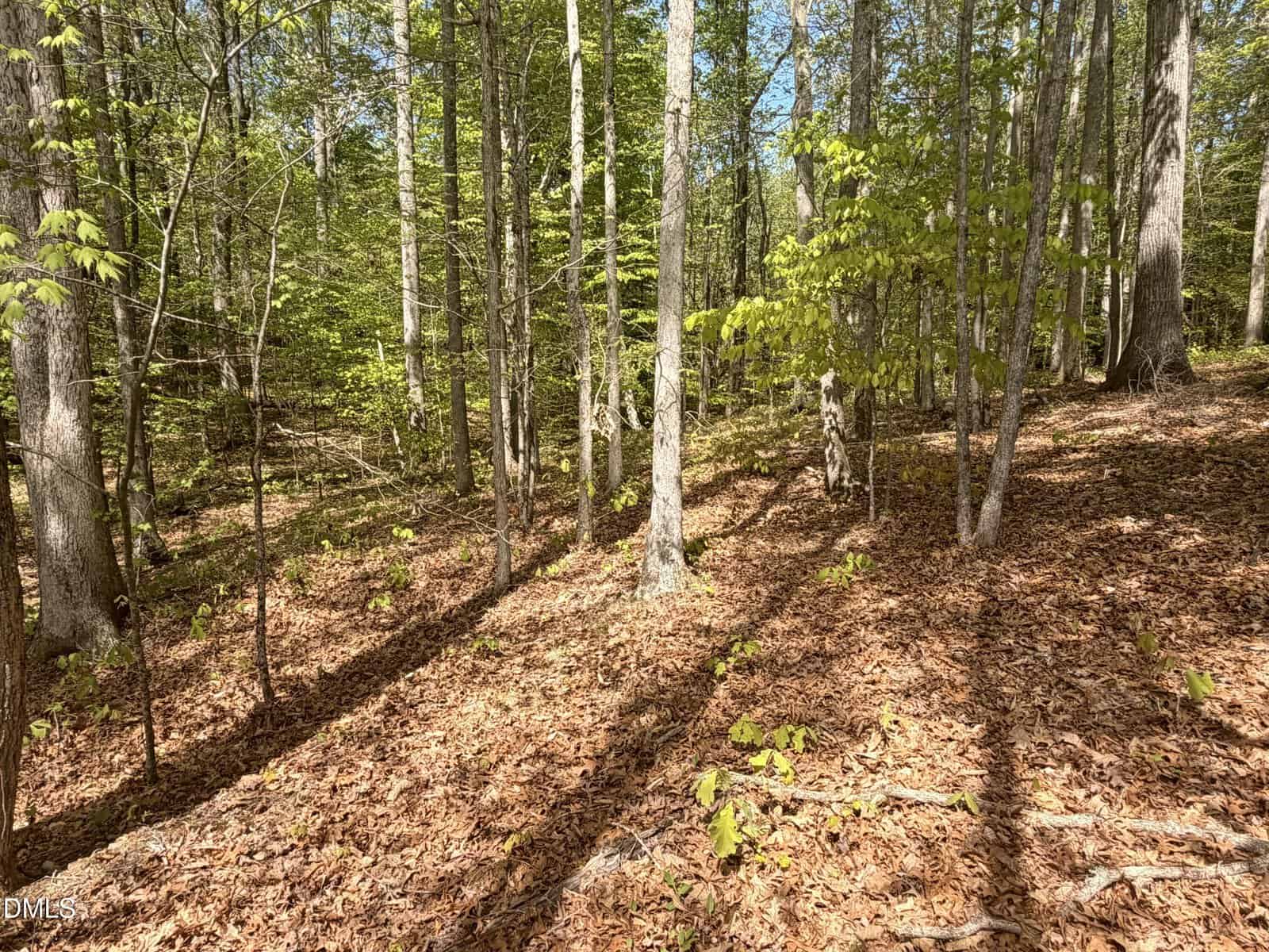 A sunlit forest scene with tall trees, green leaves, and a ground covered in brown fallen leaves. Shadows from the trees stretch across the forest floor.