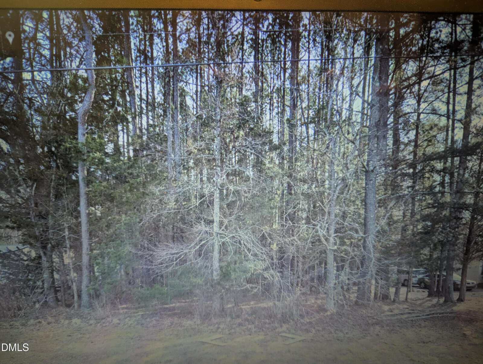 Dense forest with tall, thin pine trees and leafless undergrowth. The ground is covered with brown leaves, and a few parked cars are barely visible through the trees on the right side.