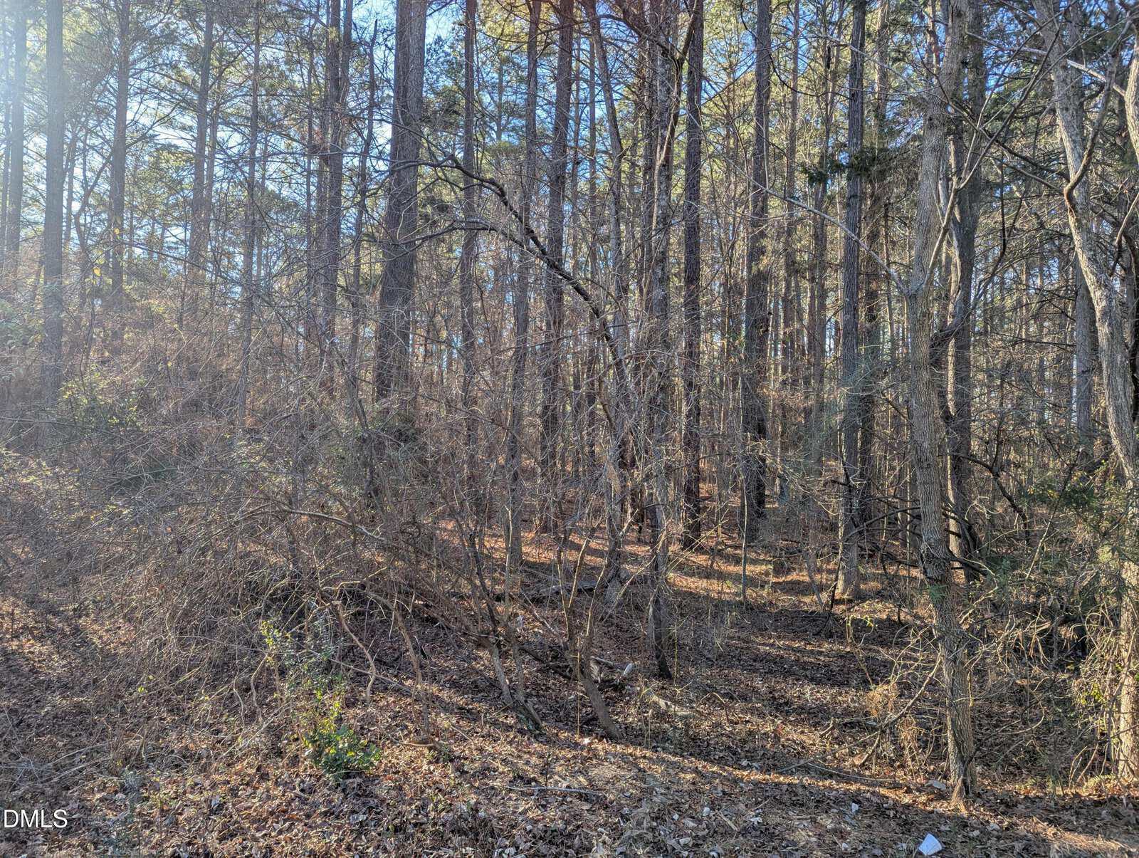 A sunlit forest with tall, thin trees and dense underbrush. Fallen leaves cover the ground, and sunlight filters through the branches, creating a peaceful woodland scene.