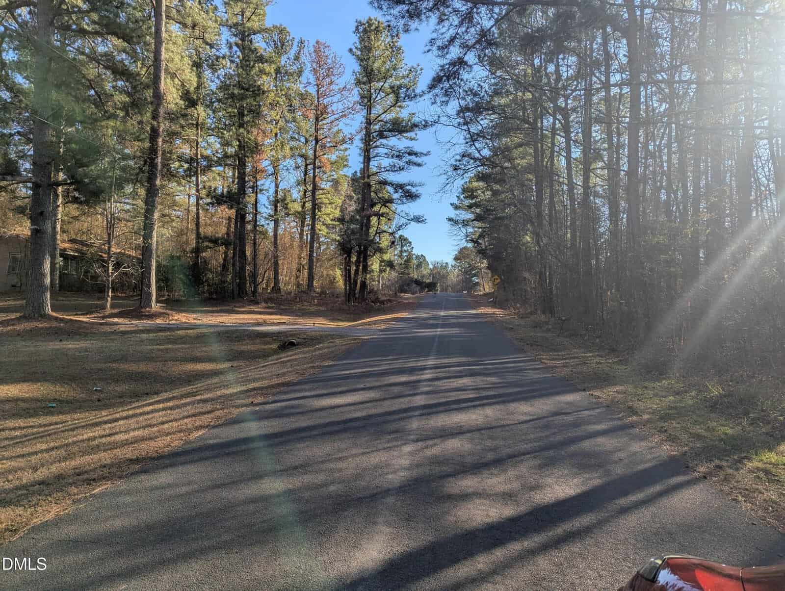 A quiet, paved country road lined with tall pine trees on both sides, under a clear blue sky with sunlight streaming in from the right. Shadows stretch across the road and grassy areas.