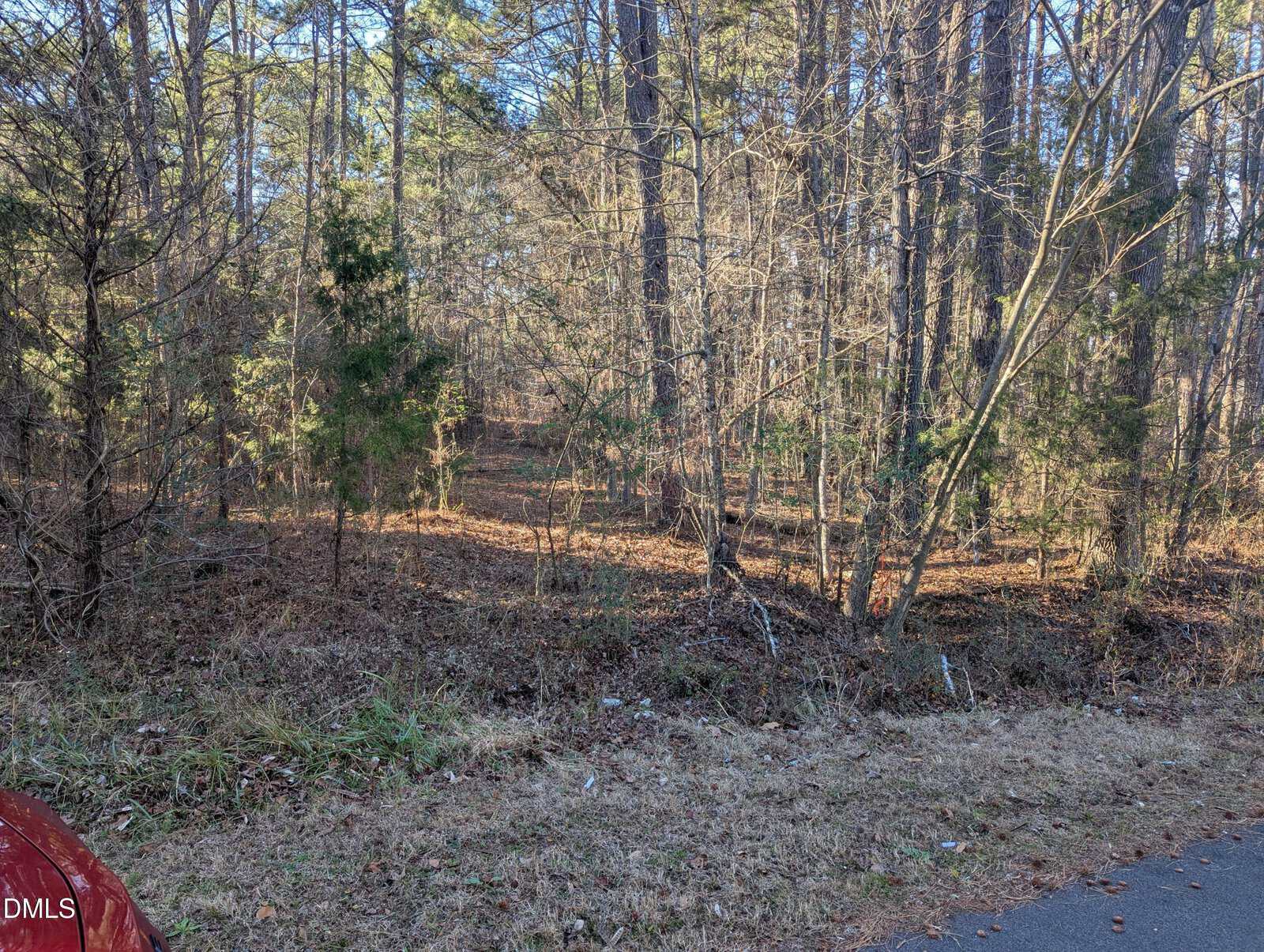 A view of a wooded area with tall trees and sparse undergrowth next to a paved road. Sunlight filters through the branches, casting shadows on the ground covered with dry leaves and grass.