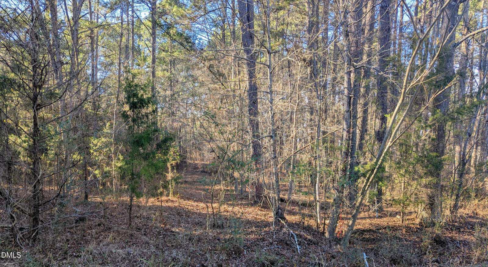 Sunlight filters through tall, leafless trees in a quiet forest with patches of green bushes, dry grass, and fallen leaves covering the ground.