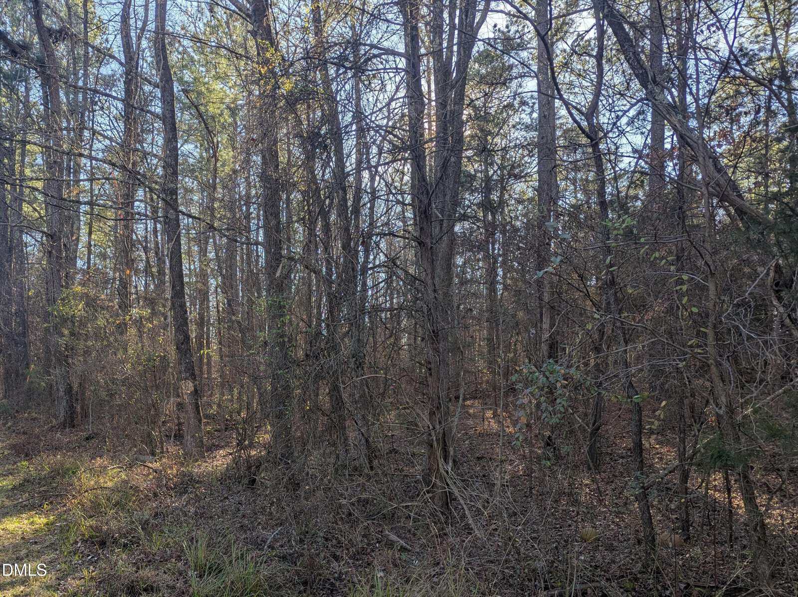 A dense forest with tall, thin trees, bare branches, and scattered underbrush. Sunlight filters through the canopy, creating patches of light and shadow on the forest floor.