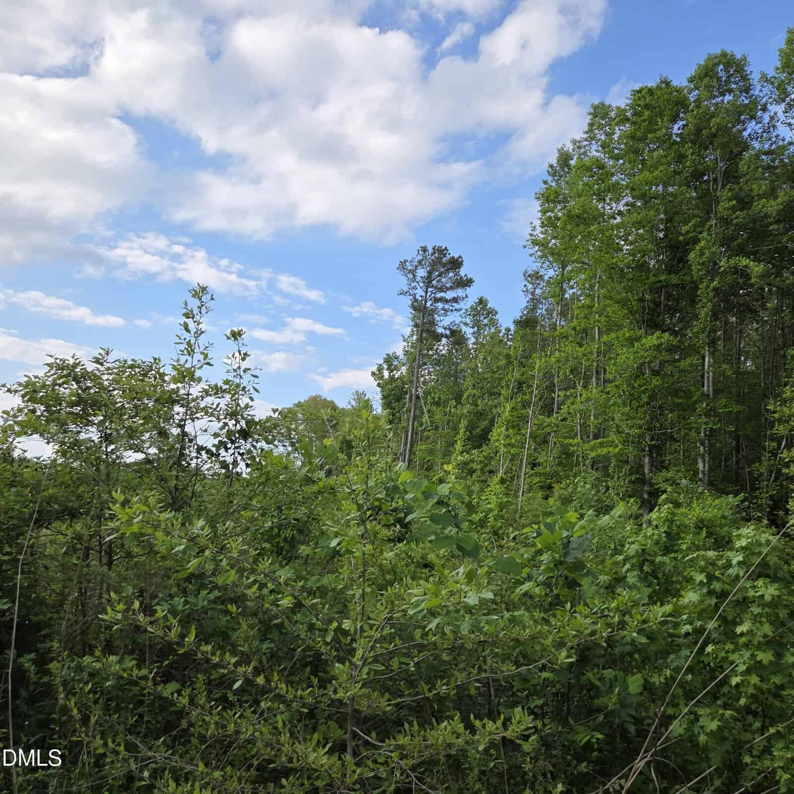 Dense green forest with tall trees under a partly cloudy blue sky near Warrenton. Shrubs and leafy branches fill the foreground along I1035b Tutelo Road, while taller trees rise in the background. The scene appears lush and vibrant.