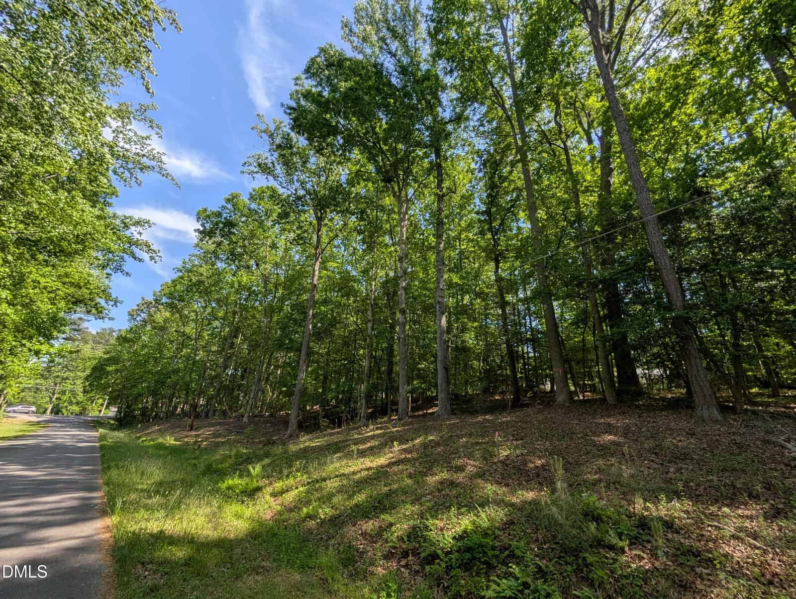A sunlit wooded area with tall green trees and a grassy slope beside a quiet paved road on a clear day.