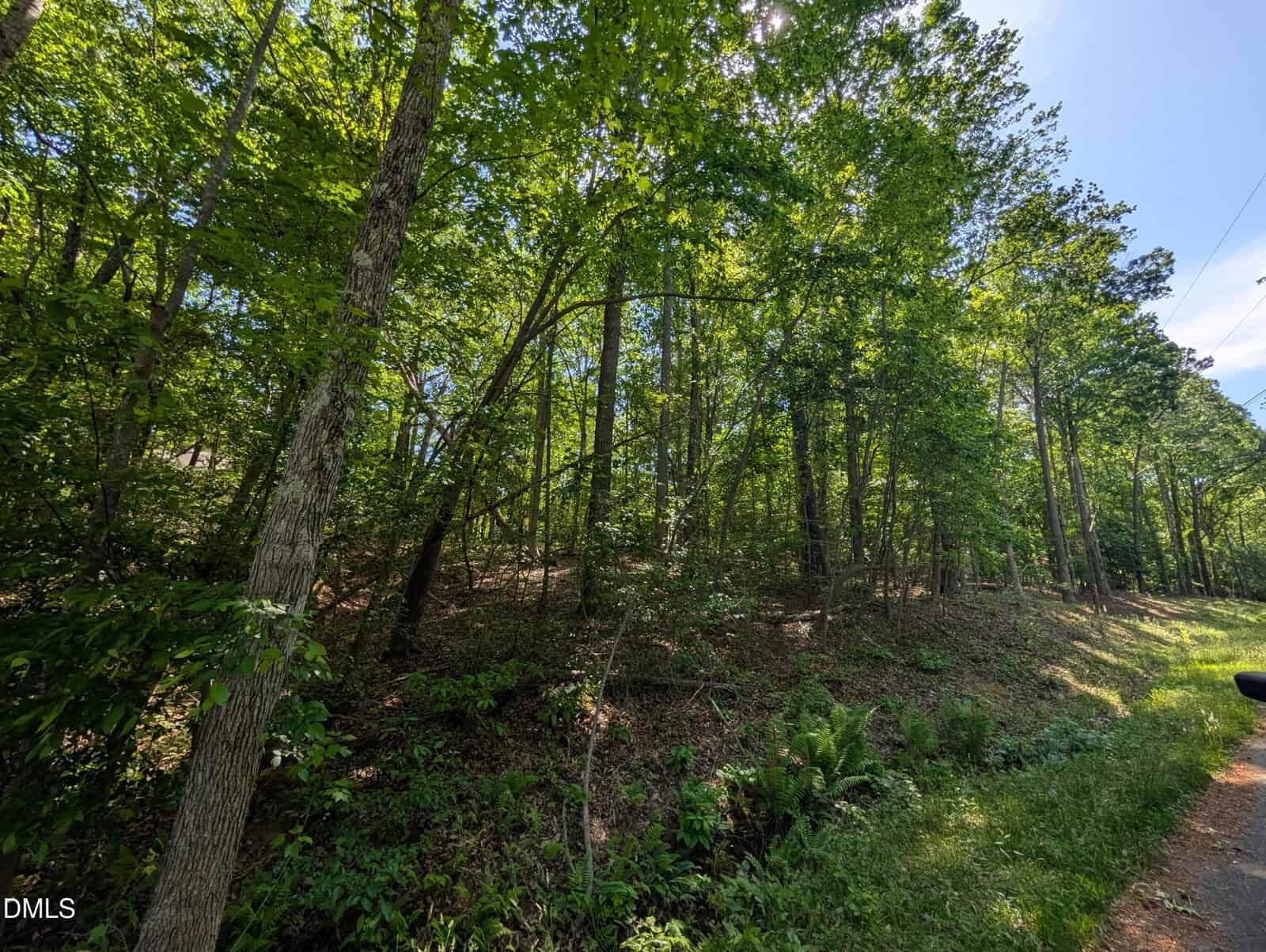 A sunlit forest scene with tall green trees on a sloped, grassy hillside. Ferns and underbrush cover the forest floor, and a patch of blue sky is visible through the foliage.