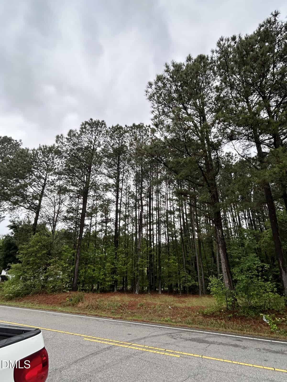 A row of tall pine trees lines the edge of a road on a cloudy day. The rear corner of a white vehicle is visible in the lower left corner of the image.