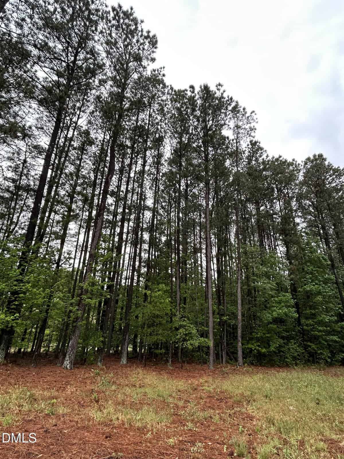 Tall pine trees stand in a dense forest with green undergrowth and a brown, needle-covered forest floor under a cloudy sky.