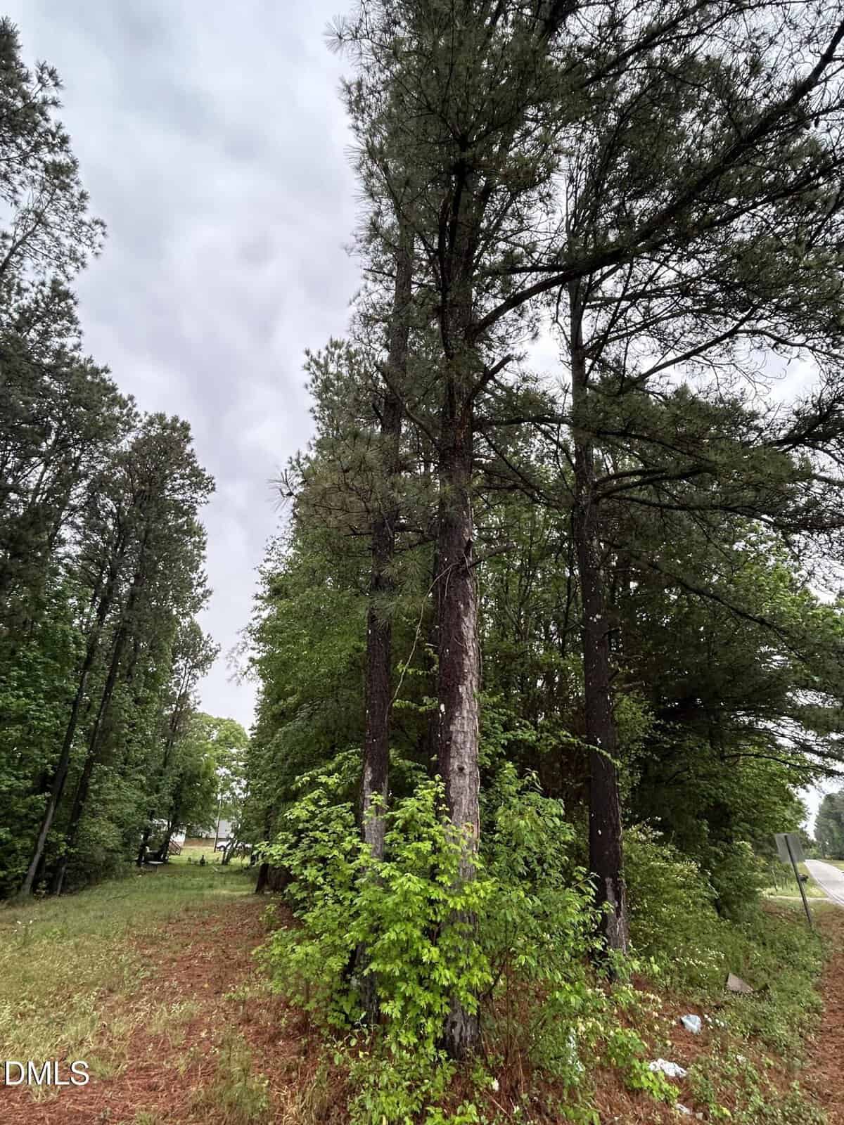 Tall pine trees with green undergrowth stand beside a grassy, reddish dirt path on a cloudy day. The sky is overcast, and more trees can be seen in the background, creating a dense, natural setting.