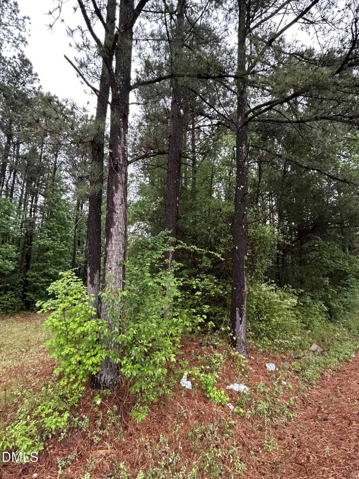 Tall pine trees stand in a cluster surrounded by green bushes and other vegetation. The ground is covered in brown pine needles, and a few pieces of litter are scattered near the trees. The setting appears to be a forest edge.