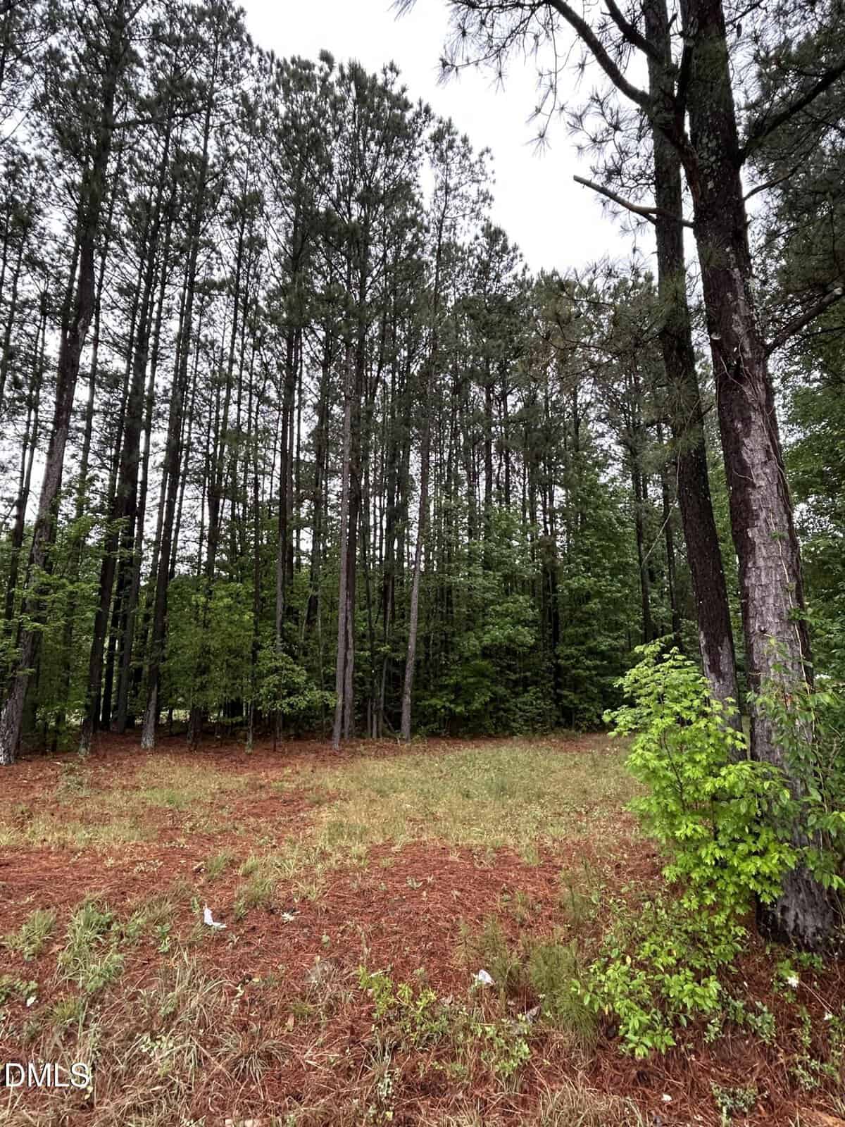 A clearing with dry grass and pine needles leads to a dense forest of tall pine trees under an overcast sky, with green shrubs in the foreground.