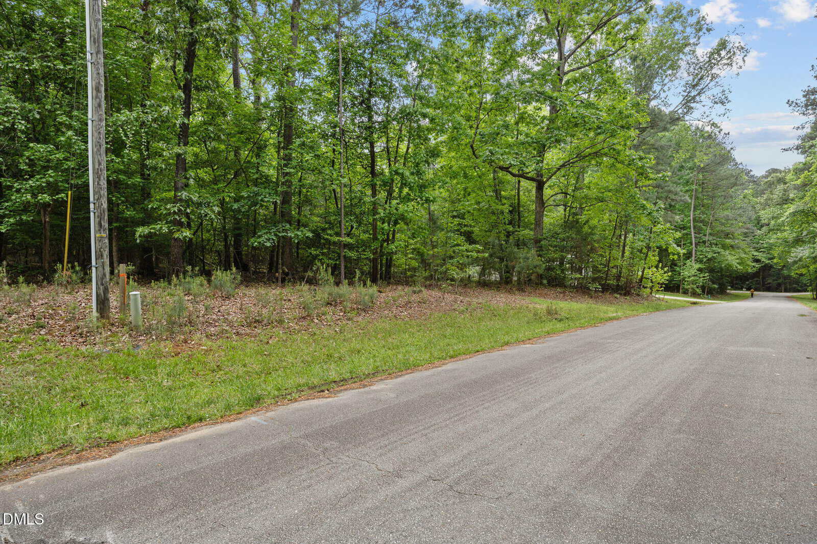A paved road runs alongside a wooded area with tall green trees and dense foliage. There is a grassy strip between the road and the forest, and a utility pole stands near the edge of the road.