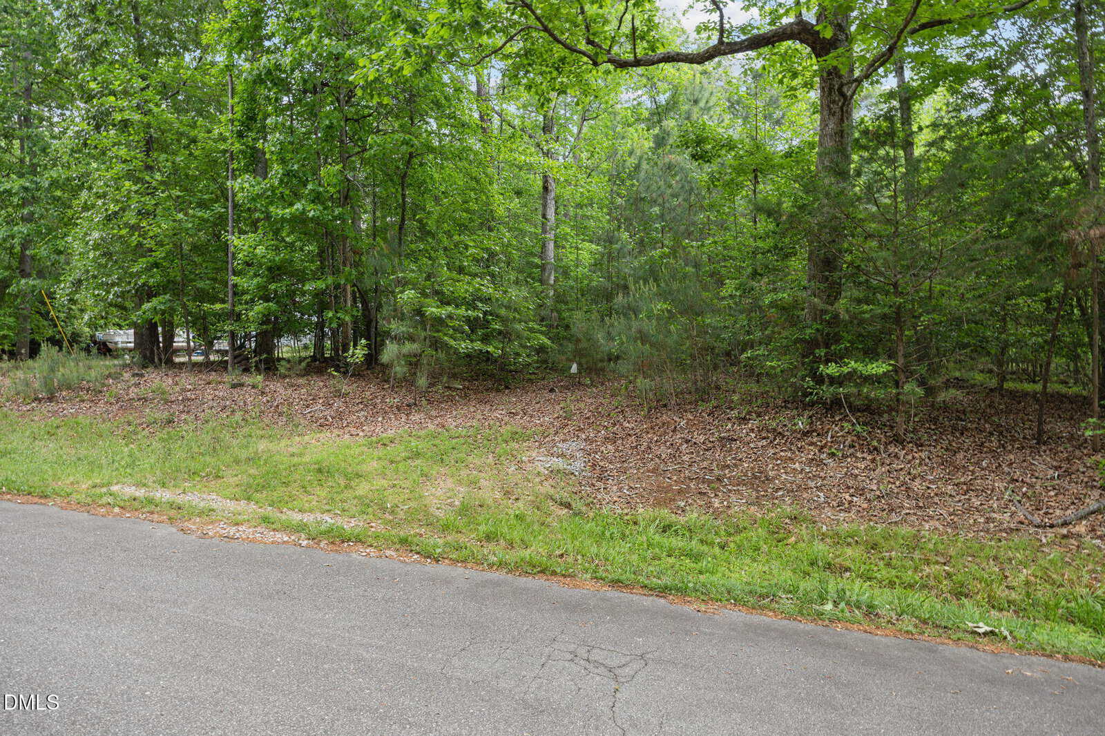 A paved road borders a forested area with dense green trees, shrubs, and scattered fallen leaves covering the ground. Sunlight filters through the foliage, creating a natural, peaceful outdoor scene.