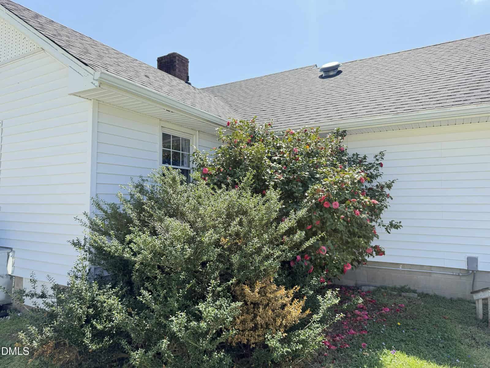 Two large bushes, one with pink flowers, grow close to the white exterior wall of a house with a shingled roof. Sunlight casts clear shadows and the sky above is bright and clear.