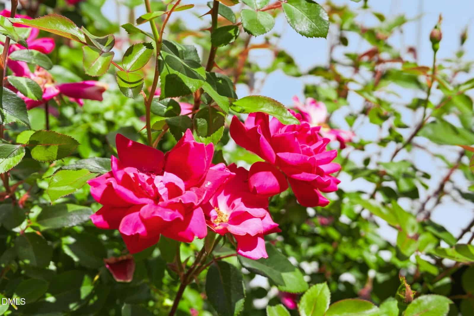 Bright pink roses in full bloom with green leaves and stems, set against a clear blue sky and sunlight highlighting the vibrant colors.