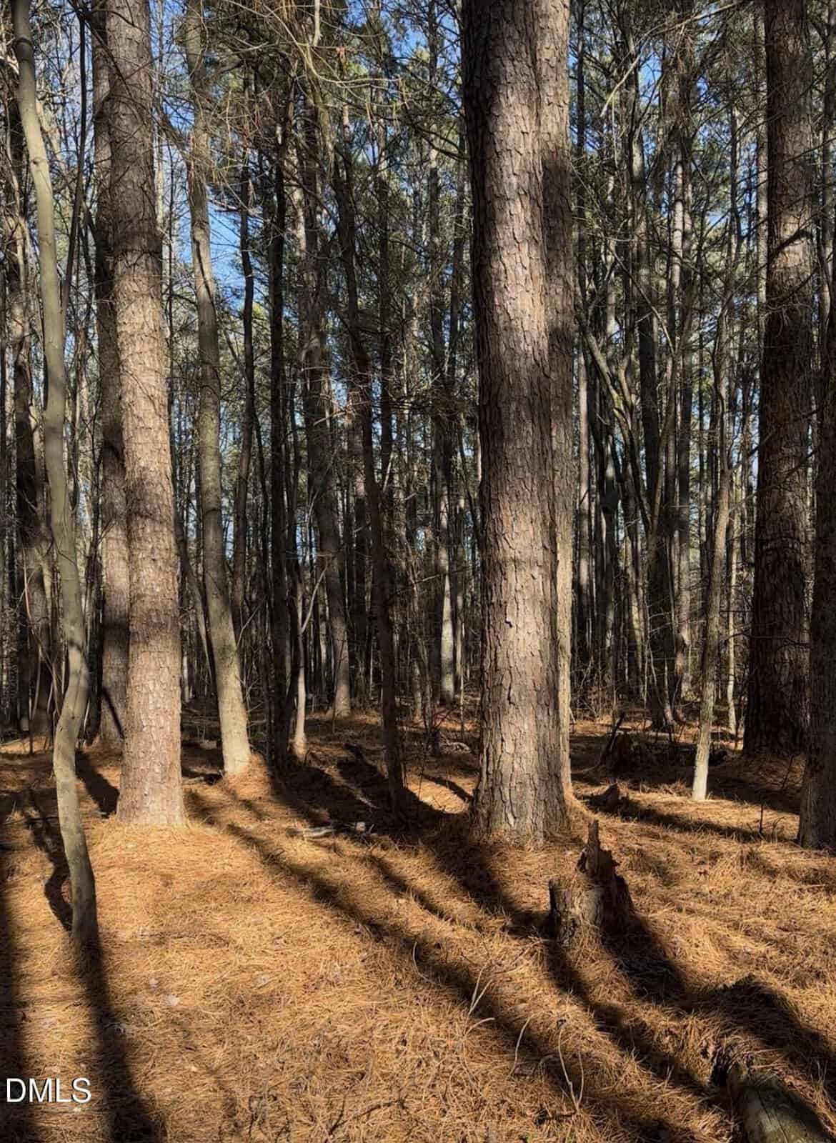 Sunlight filters through tall pine trees in a dense forest, casting long shadows on a forest floor covered with pine needles. The scene is calm and bathed in warm, natural light.
