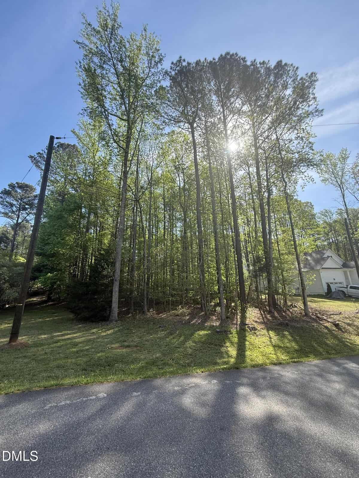 Tall trees with thin trunks and green leaves stand in a grassy area next to a road, with sunlight streaming through the branches. A white house and driveway are partially visible on the right side.
