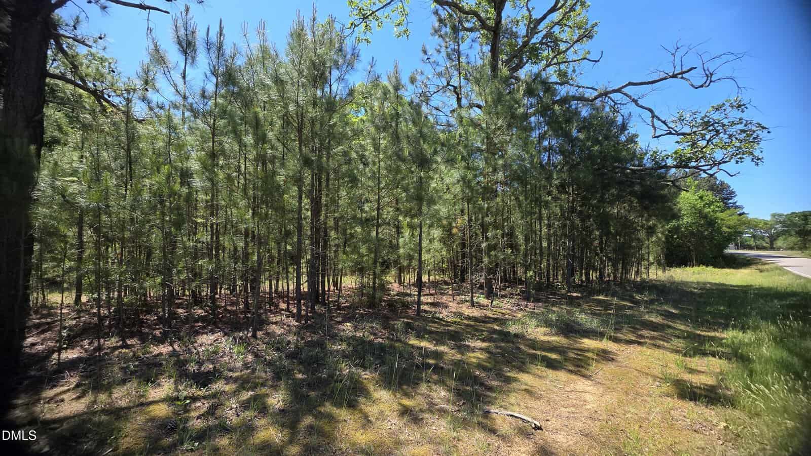 A cluster of young pine trees grows densely along the edge of a sunlit forest next to a road, with blue sky visible through the treetops and shadows cast on the grassy ground.