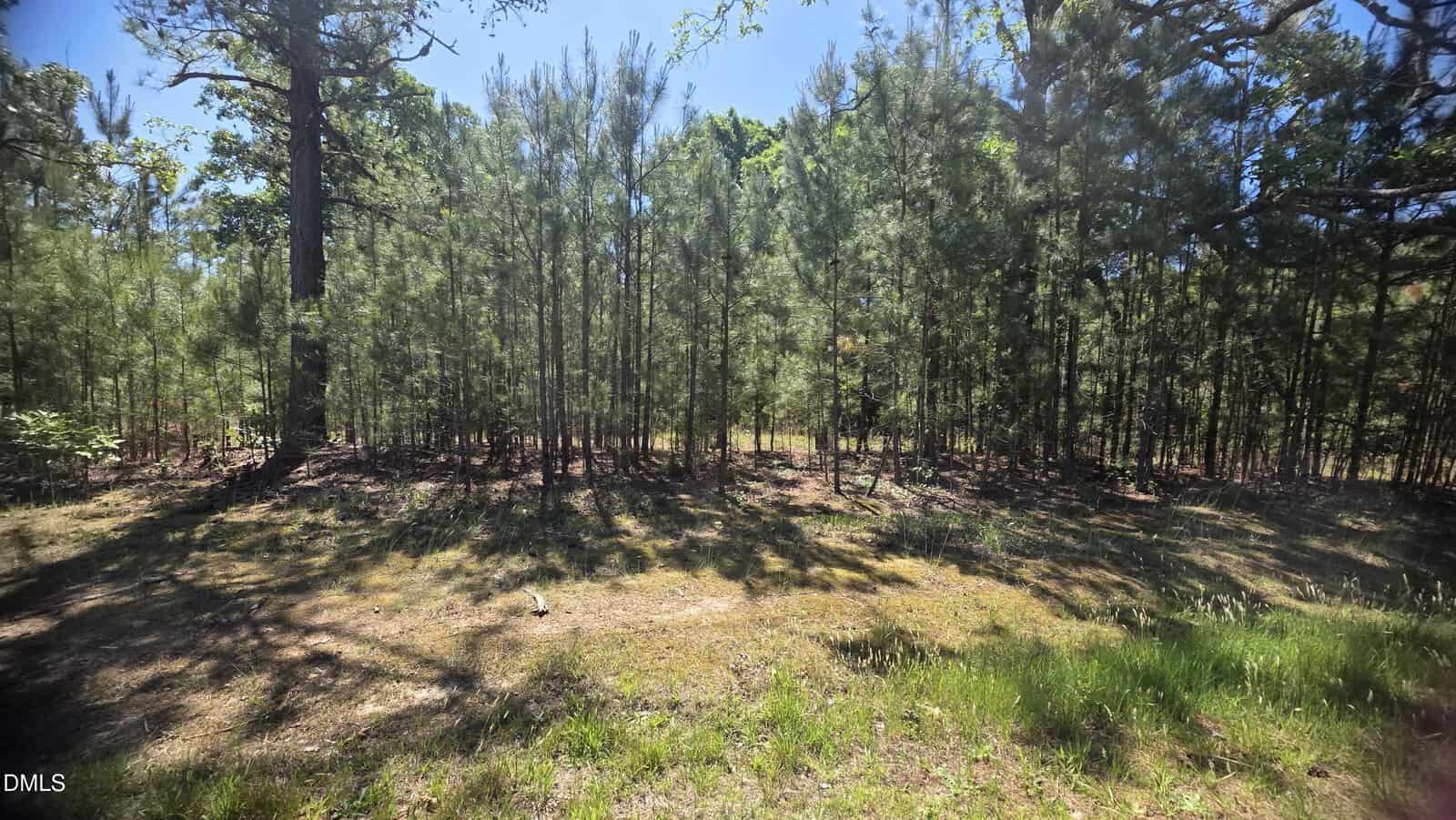 A forest scene with tall, thin trees densely packed together, casting long shadows on the sunlit, grassy ground under a clear blue sky.