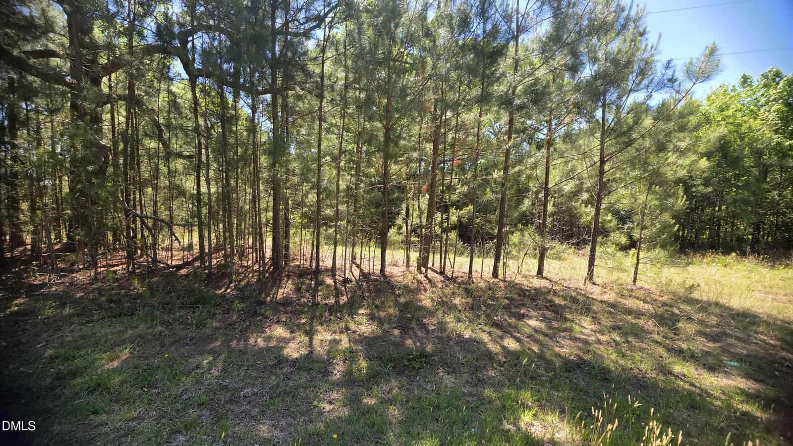 A cluster of thin pine trees casts long shadows on grassy ground under a bright blue sky, with dense forest visible in the background.