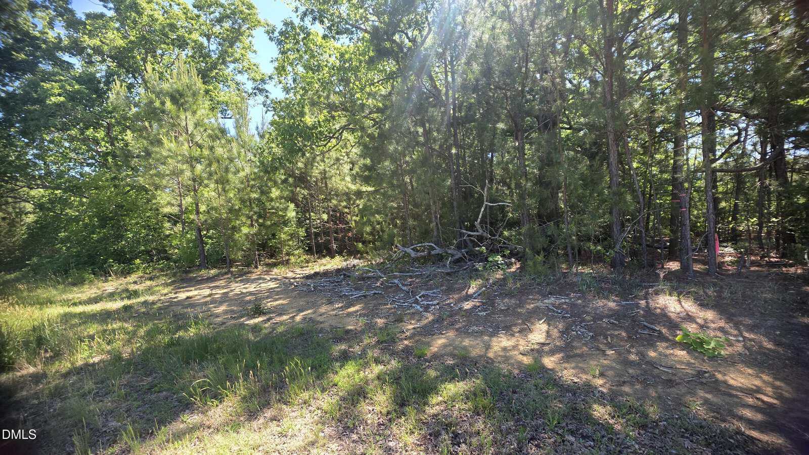 A sunlit clearing in a forest with thin trees, green foliage, and fallen branches scattered on the ground. Bright sunlight filters through the trees, casting shadows on the earthy floor.