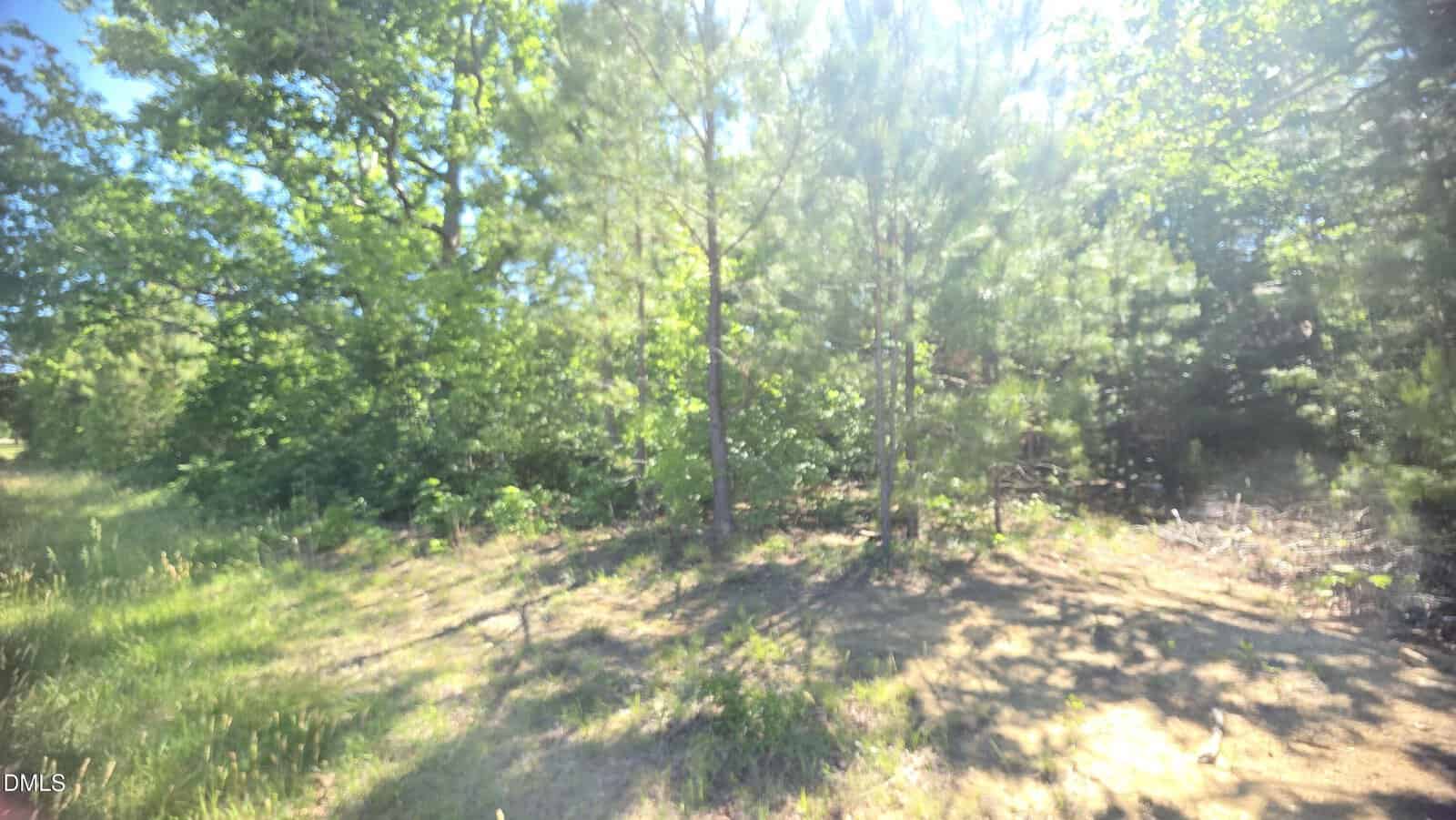 A sunlit forest clearing with tall, slender trees and dense green foliage; sunlight streams through the branches, casting shadows on the grassy ground.