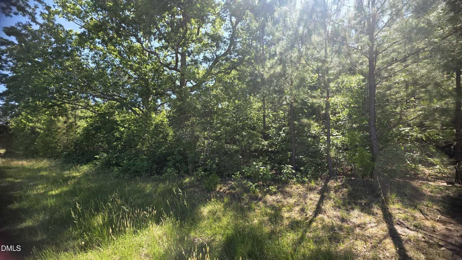 A sunlit forest edge with tall green trees and dense underbrush, casting shadows on a grassy area in the foreground.