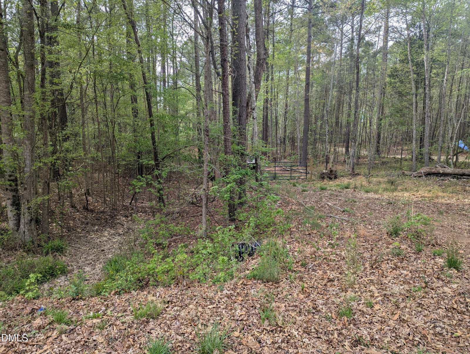 A wooded area with tall trees and a forest floor covered in brown leaves and sparse green plants. A dirt path and wire fence are visible among the trees. The scene is calm and natural.