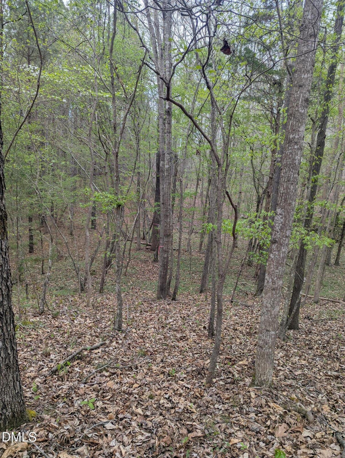 A forest scene with tall, thin trees and sparse green foliage. The ground is covered with dry leaves, and scattered sunlight filters through the trees. The terrain appears slightly sloped.