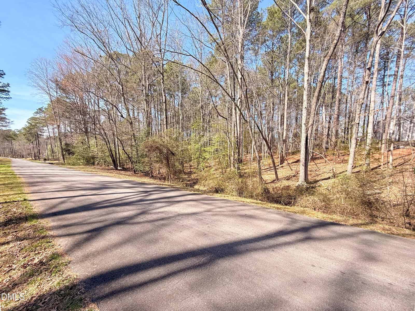 A paved road runs alongside a forest of tall, leafless trees under a clear blue sky. Shadows from the trees stretch across the road, and there is a mix of brown leaves and green undergrowth on the forest floor.