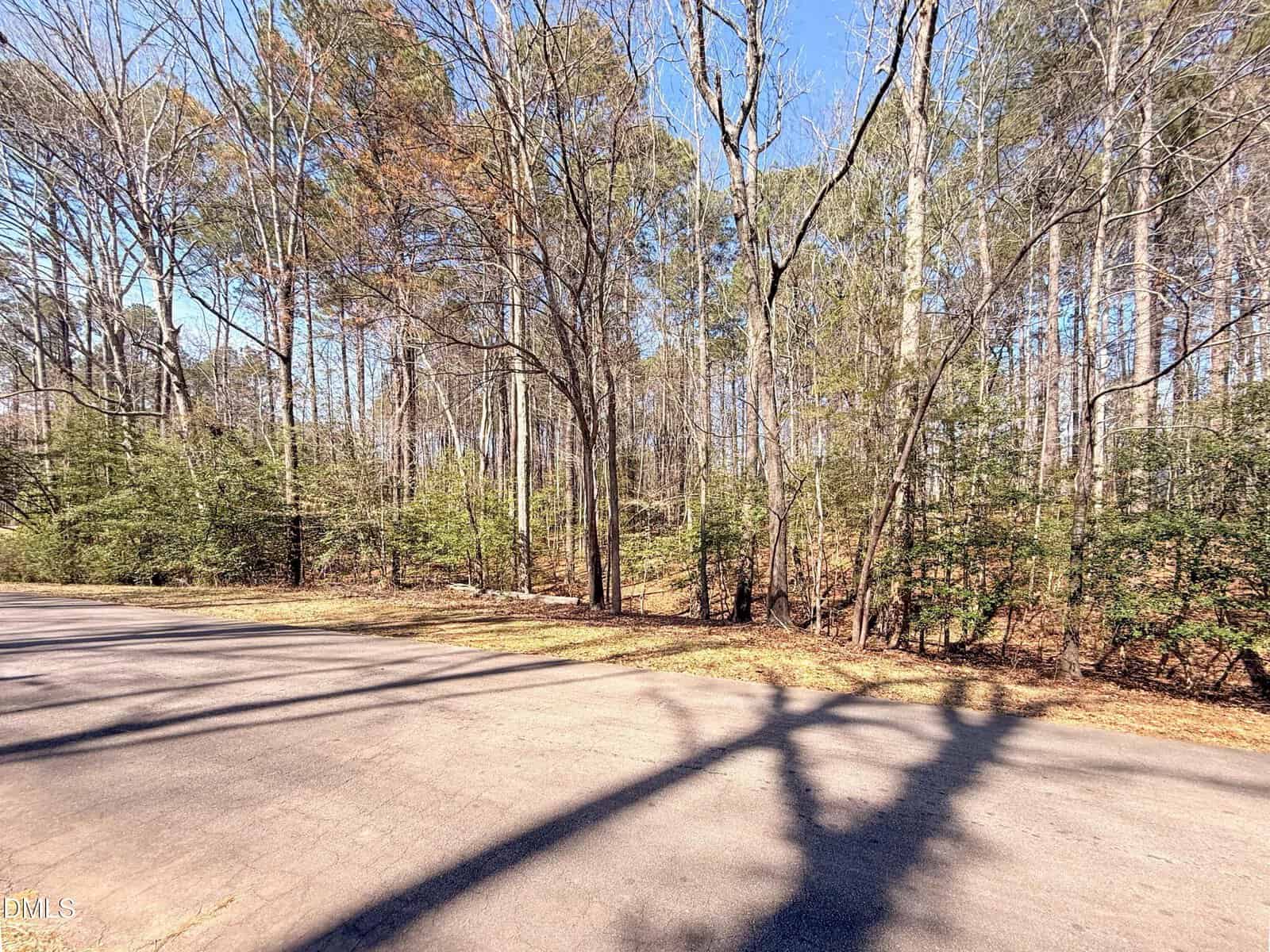 A paved road curves alongside a dense forest of tall, leafless trees on a sunny day. Shadows of trees stretch across the road, and the forest floor is covered with dry leaves and underbrush.