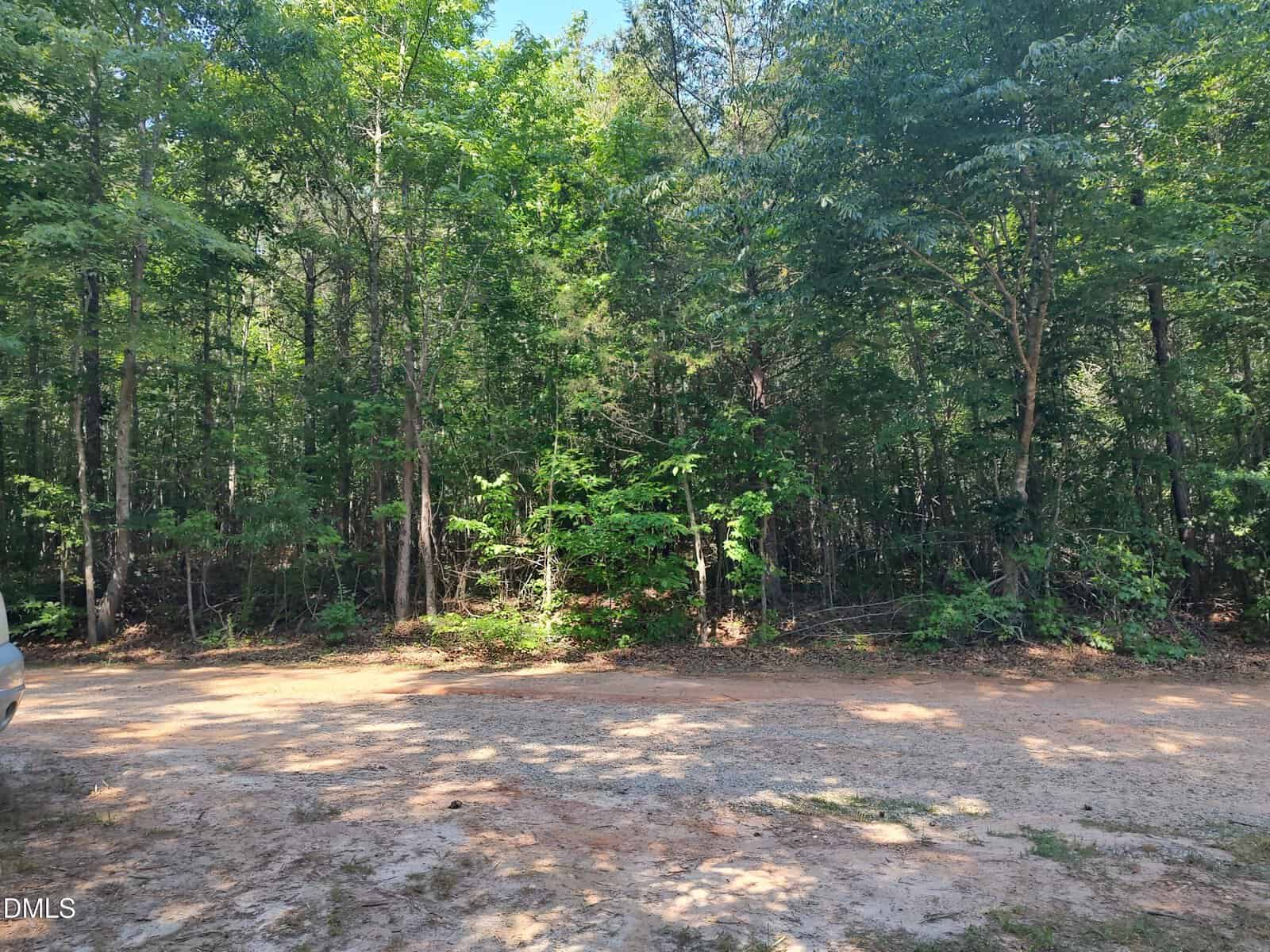 A dirt clearing at the edge of a dense, green forest under a sunny sky. Part of a vehicle is visible on the left side of the image.