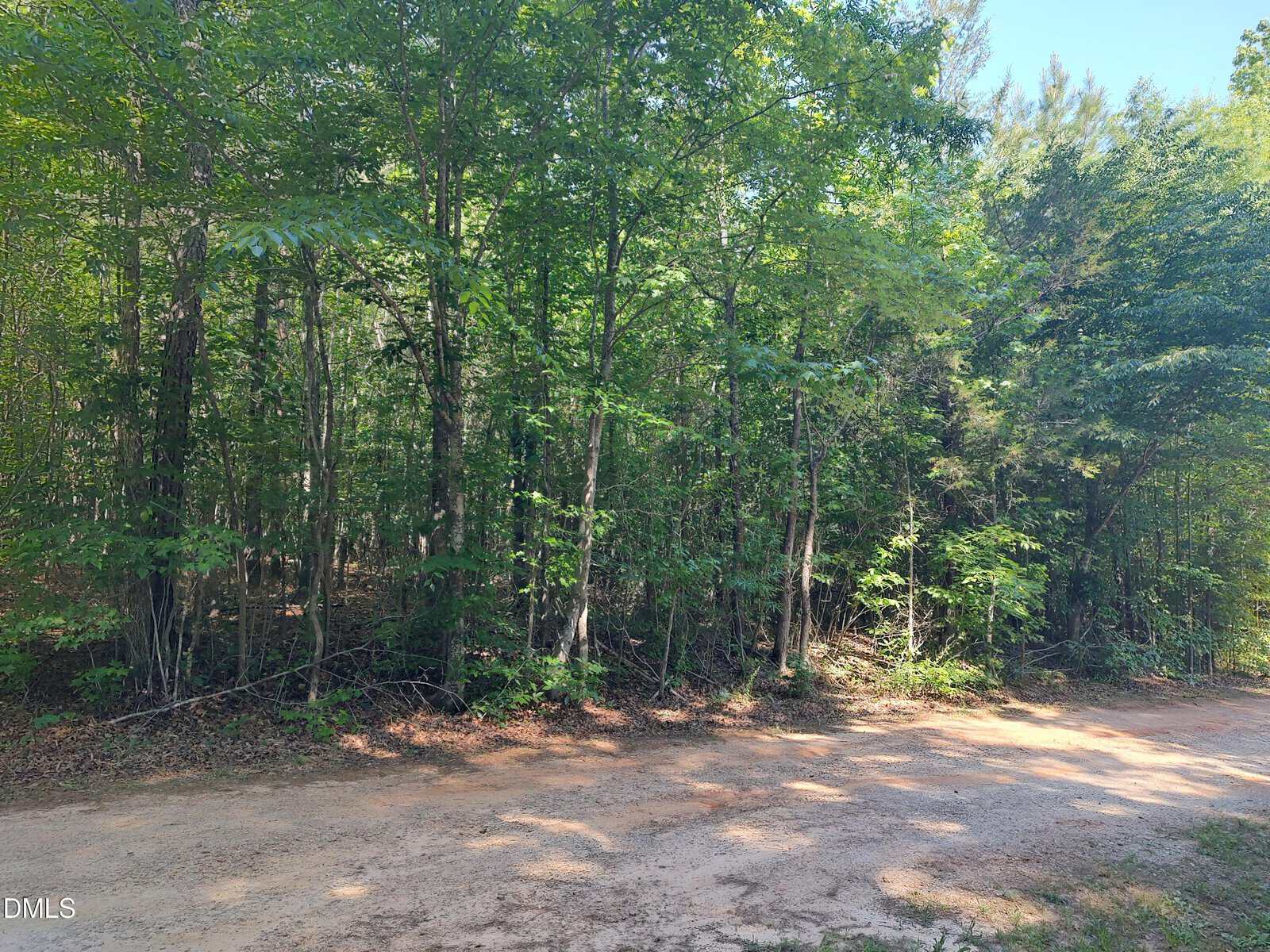 A dirt road runs alongside a dense forest with tall green trees and thick underbrush under bright daylight.