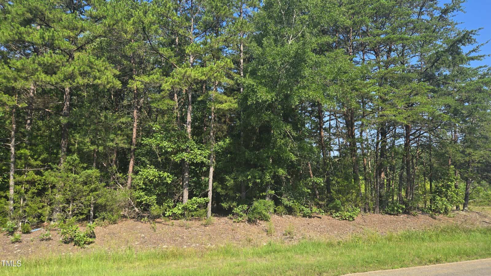 A dense patch of green pine trees and shrubs lines the edge of a sunlit road under a clear blue sky.