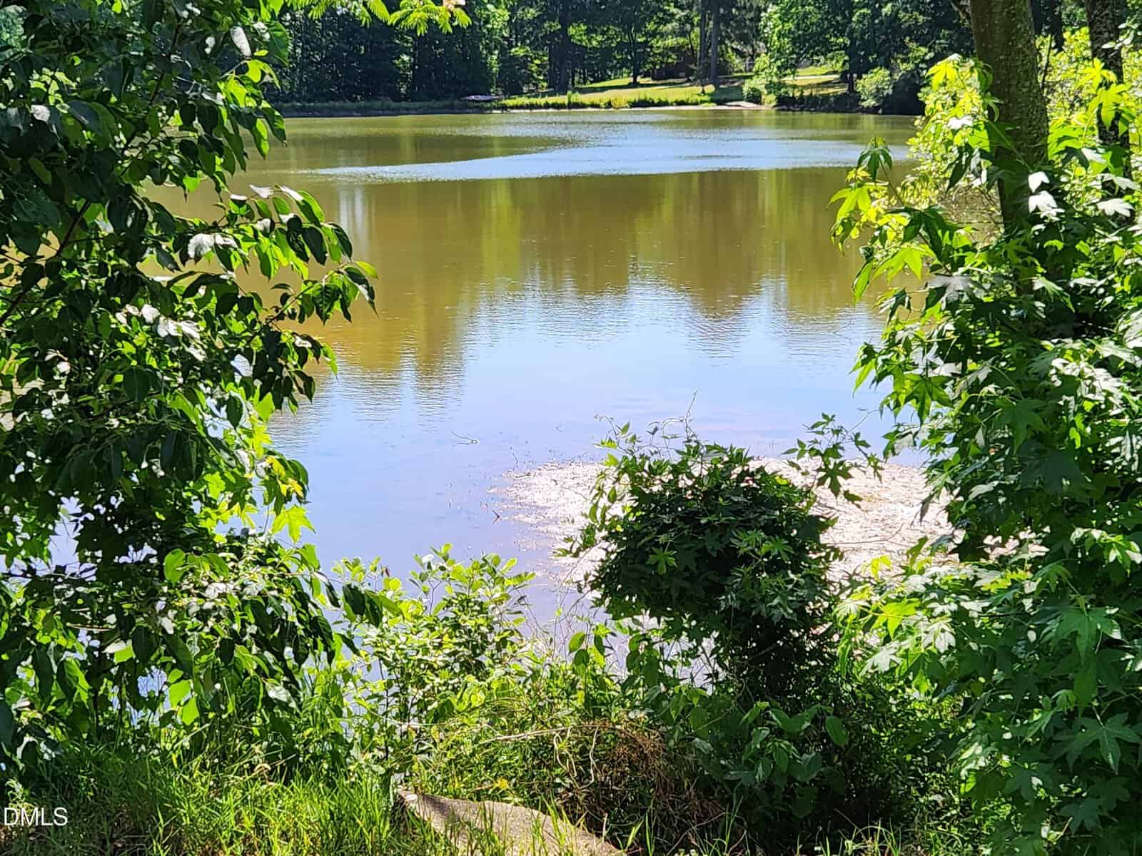 A view of a calm pond surrounded by lush green trees and bushes, with sunlight reflecting off the water and dense foliage framing the scene in the foreground.