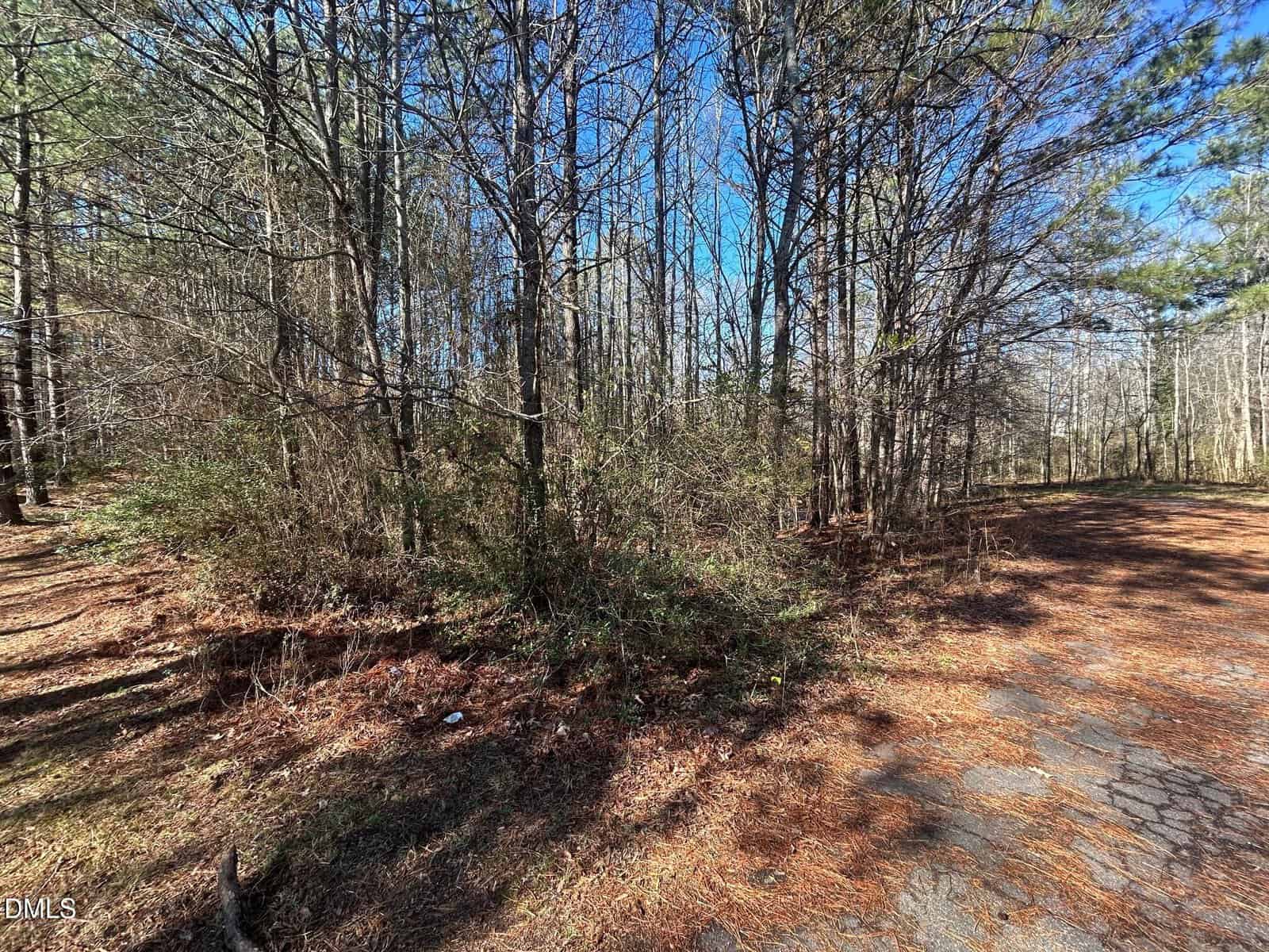 A paved path runs alongside a wooded area with tall, leafless trees and green pines under a clear blue sky. Brown pine needles and scattered brush cover the ground.