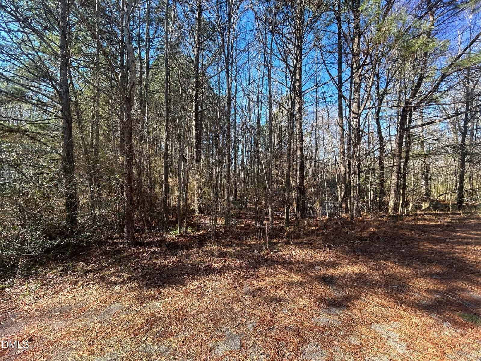 A wooded area with tall, leafless trees under a clear blue sky. The ground is covered in dry pine needles and leaves, with sunlight casting shadows across the forest floor.
