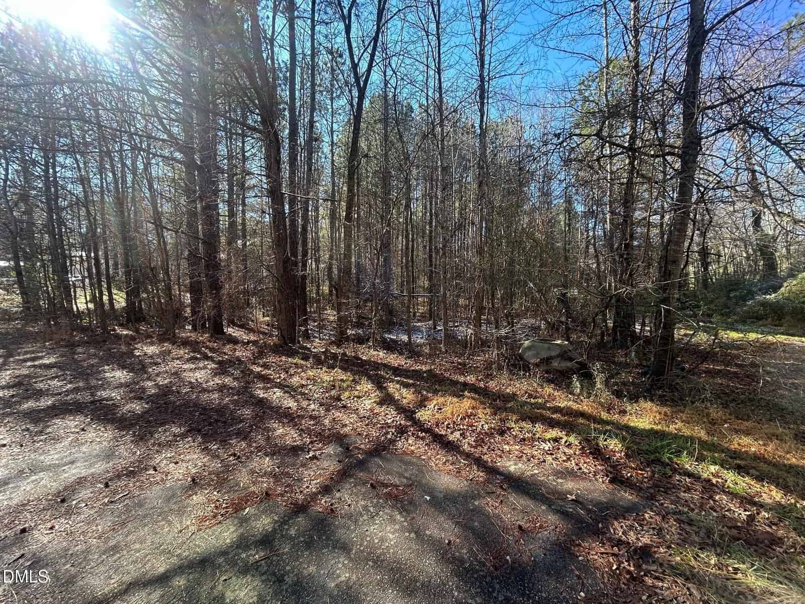 A sunlit wooded area with tall, leafless trees casting long shadows on the ground; a paved path is visible in the foreground, with scattered leaves and sunlight filtering through the branches.