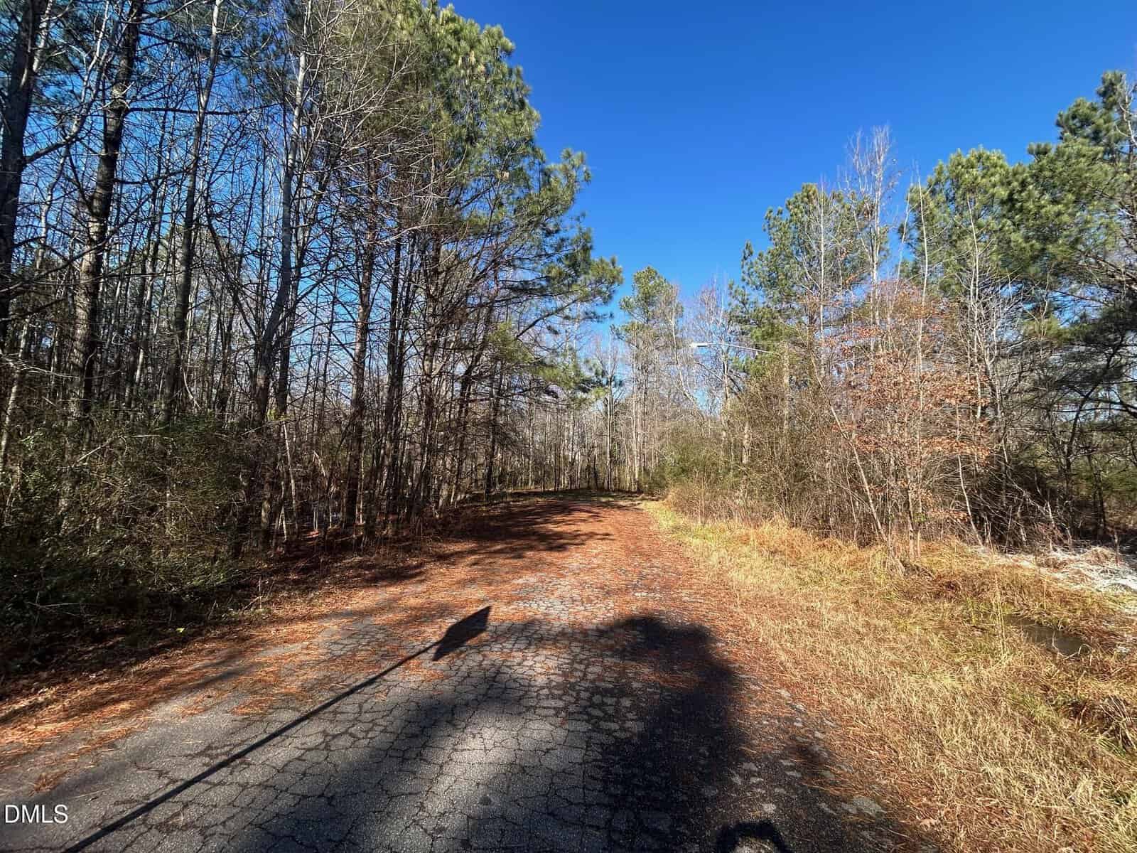 A cracked, sunlit road curves through a forest of tall pine trees under a clear blue sky, with shadows falling across the pavement.