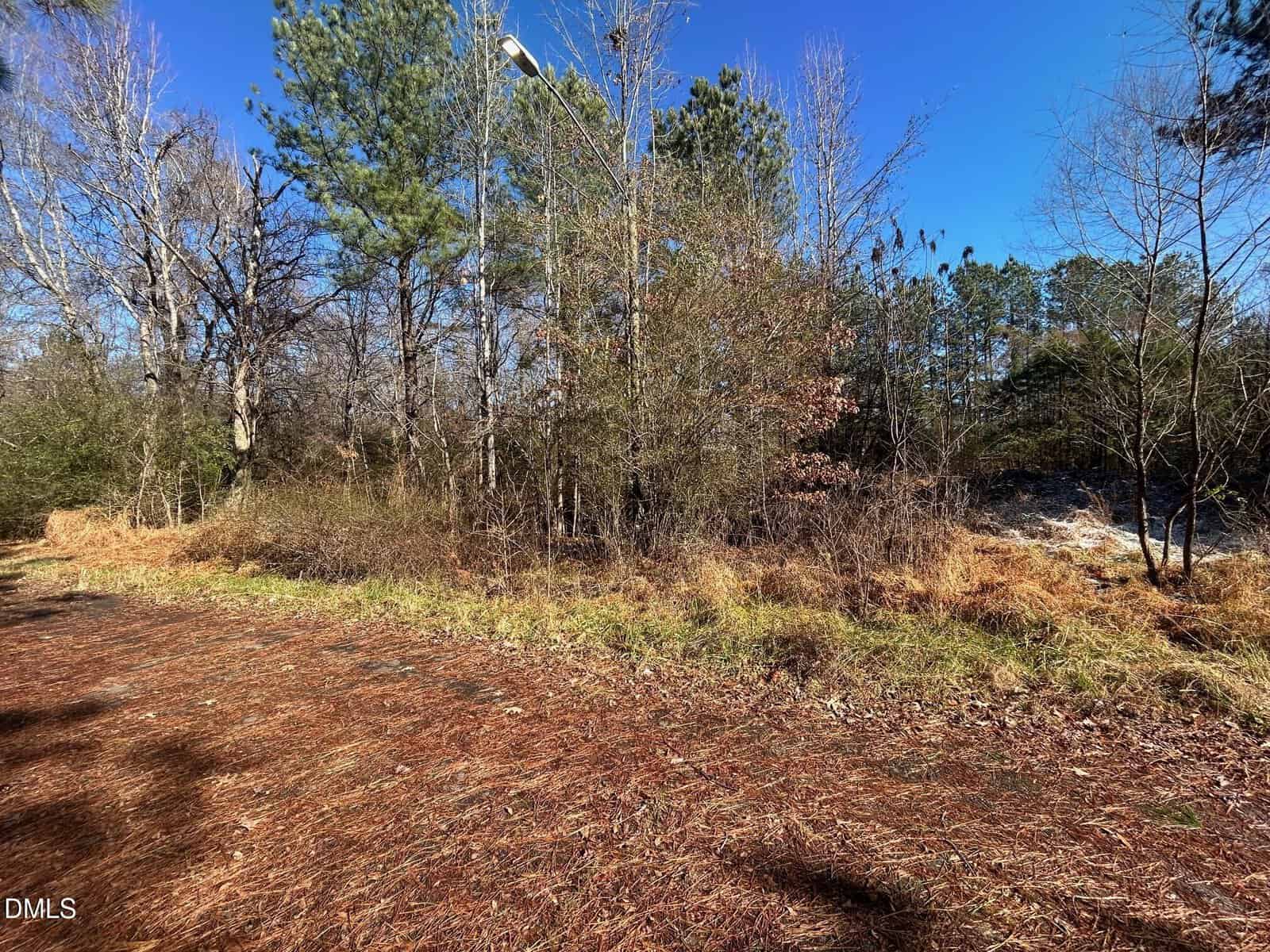 A sunlit patch of ground covered with pine needles borders a dense area of trees and shrubs under a clear blue sky. Some trees have sparse leaves, and tall pines appear in the background.