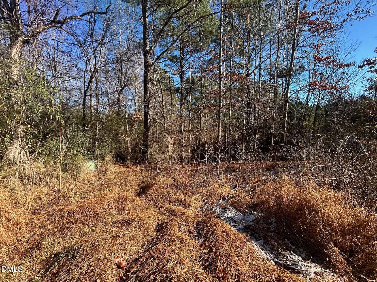 A wooded area with tall trees, dry brown grass, scattered leaves, and some brush under a clear blue sky on a sunny day.