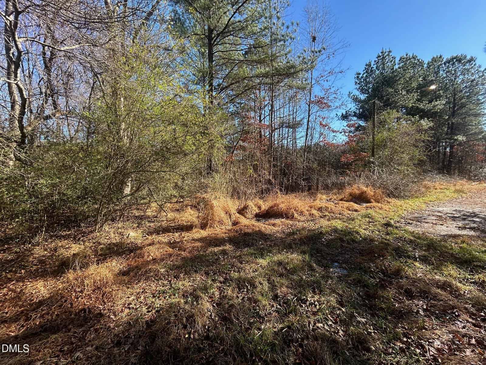 A sunlit forest edge with tall grasses, scattered fallen leaves, and a mix of evergreen and bare trees under a clear blue sky. A gravel path runs along the right side of the image.